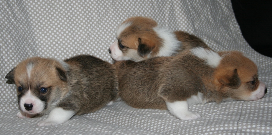 Puppies